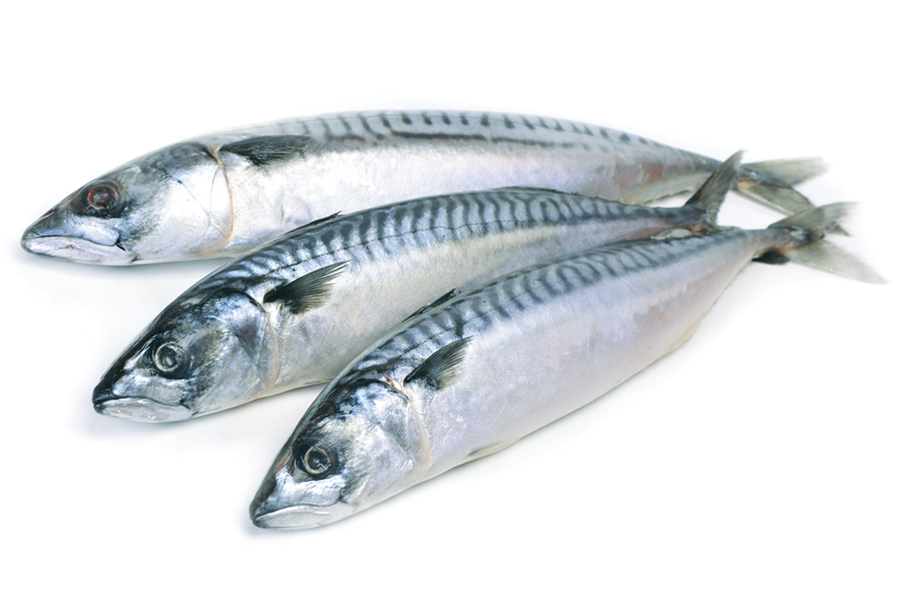 Mackerel