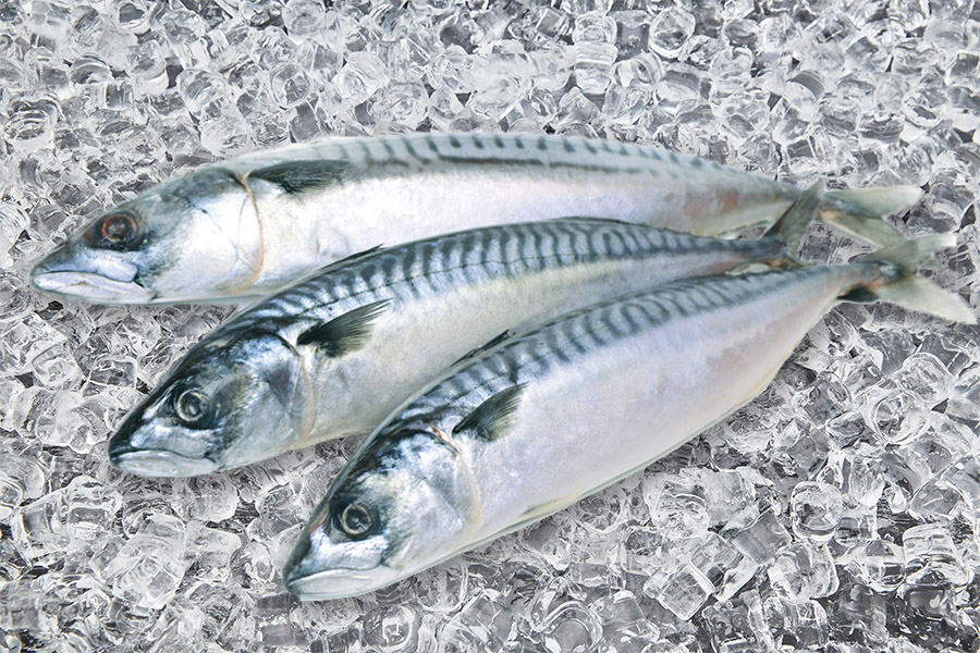 Mackerel