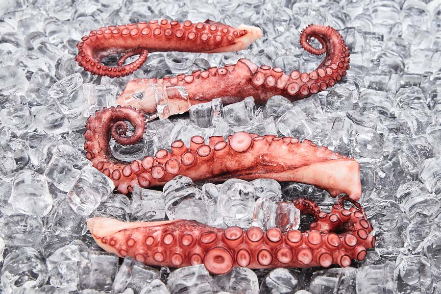 Octopus